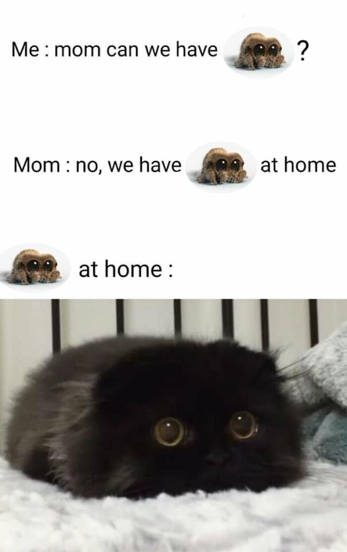 This Page Shared 57 Hilarious Cat Posts For Anyone Who Has Never Said “Enough Cats” This Page Shared 57 Hilarious Cat Posts For Anyone Who Has Never Said “Enough Cats”