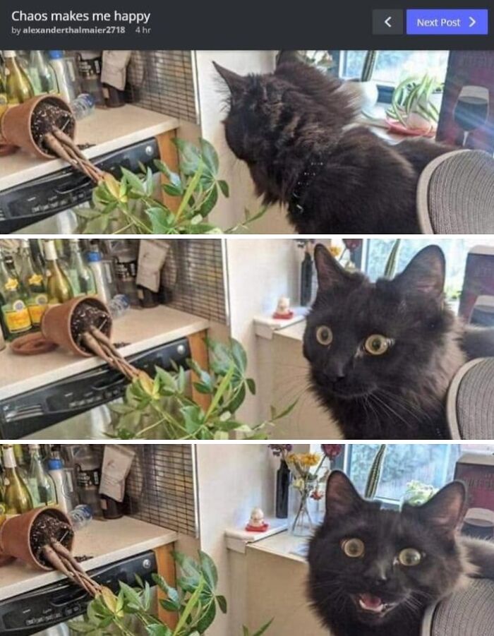 This Page Shared 57 Hilarious Cat Posts For Anyone Who Has Never Said “Enough Cats” This Page Shared 57 Hilarious Cat Posts For Anyone Who Has Never Said “Enough Cats”