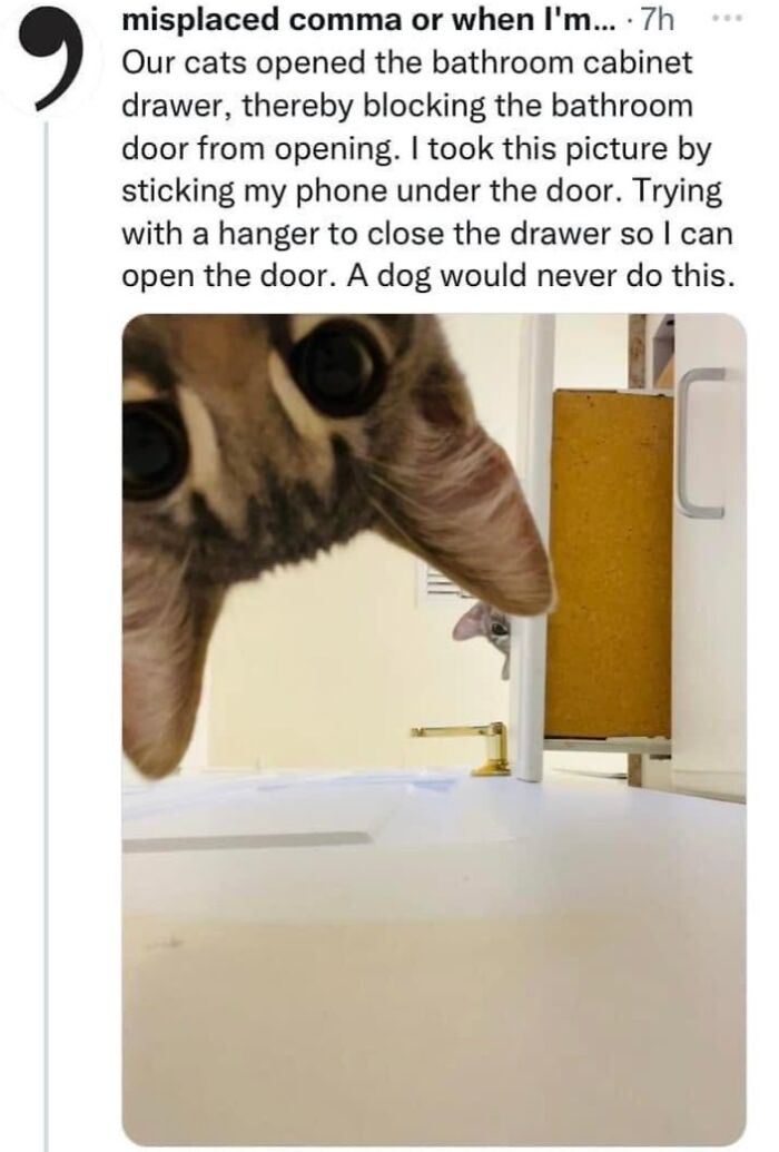 This Page Shared 57 Hilarious Cat Posts For Anyone Who Has Never Said “Enough Cats” This Page Shared 57 Hilarious Cat Posts For Anyone Who Has Never Said “Enough Cats”