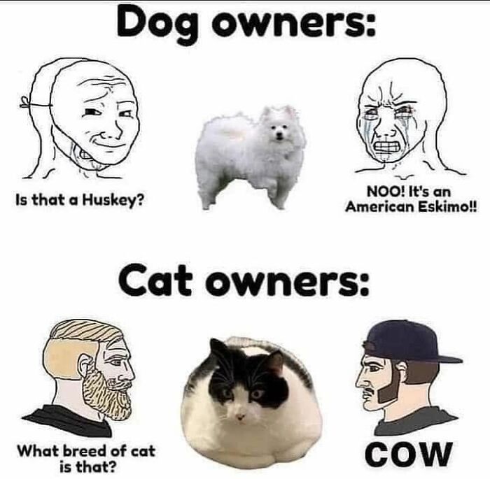 This Page Shared 57 Hilarious Cat Posts For Anyone Who Has Never Said “Enough Cats” This Page Shared 57 Hilarious Cat Posts For Anyone Who Has Never Said “Enough Cats”