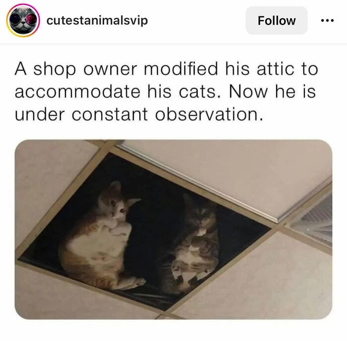 This Page Shared 57 Hilarious Cat Posts For Anyone Who Has Never Said “Enough Cats” This Page Shared 57 Hilarious Cat Posts For Anyone Who Has Never Said “Enough Cats”