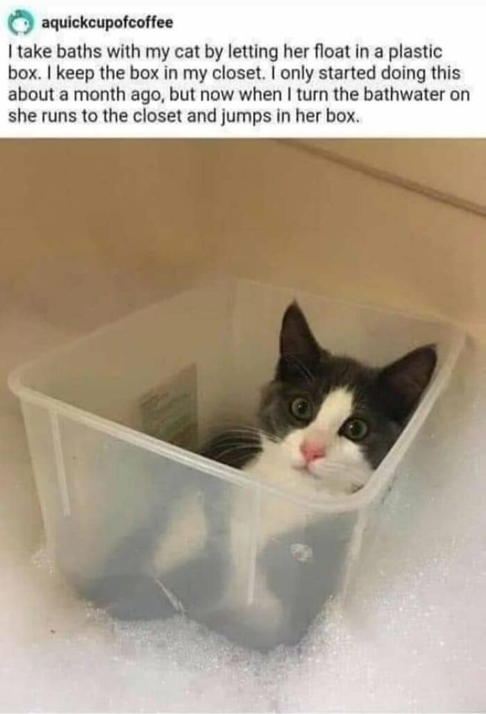 This Page Shared 57 Hilarious Cat Posts For Anyone Who Has Never Said “Enough Cats” This Page Shared 57 Hilarious Cat Posts For Anyone Who Has Never Said “Enough Cats”