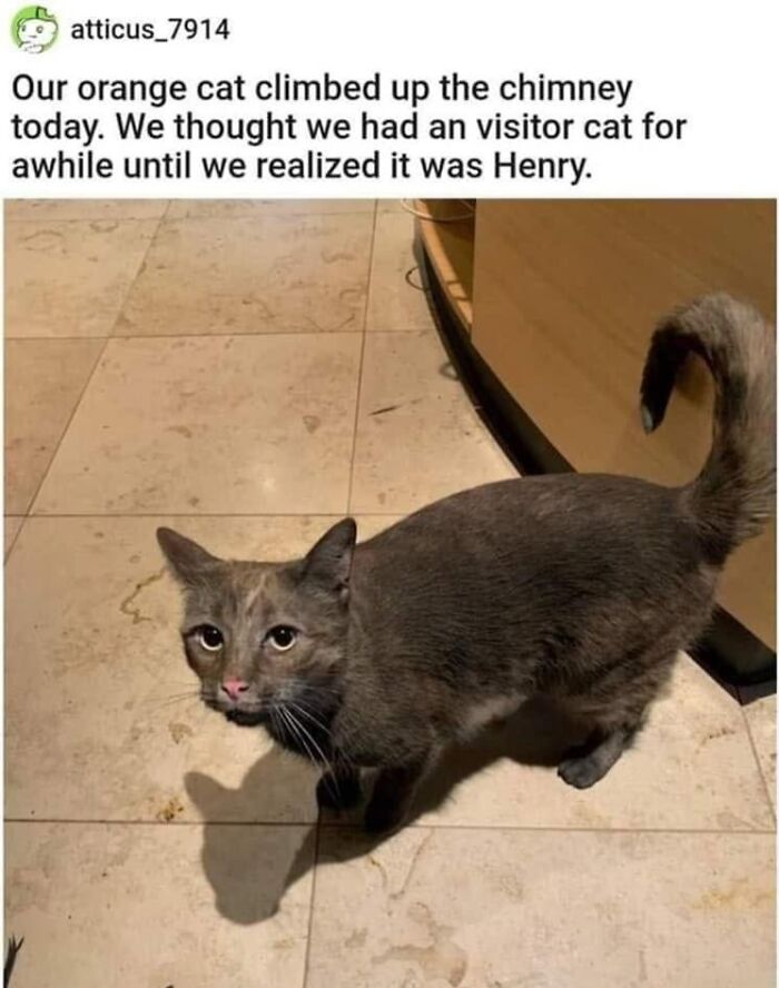 This Page Shared 57 Hilarious Cat Posts For Anyone Who Has Never Said “Enough Cats” This Page Shared 57 Hilarious Cat Posts For Anyone Who Has Never Said “Enough Cats”