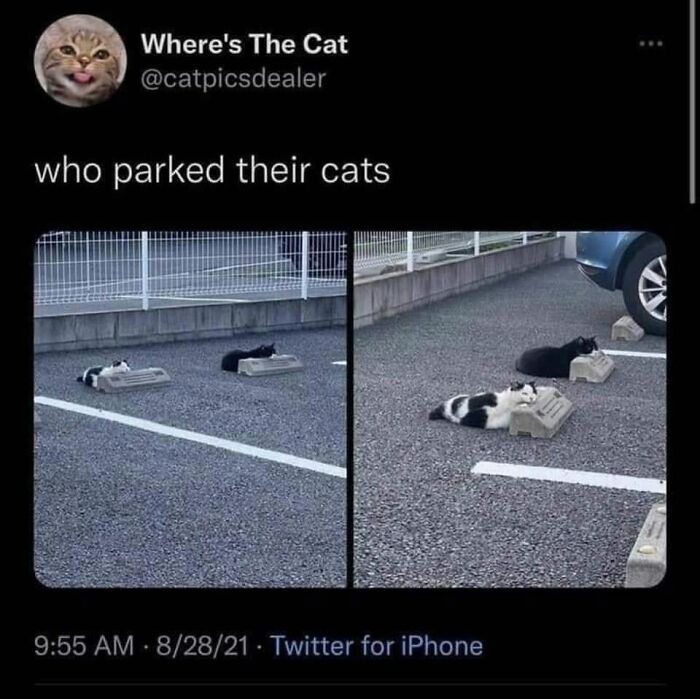 This Page Shared 57 Hilarious Cat Posts For Anyone Who Has Never Said “Enough Cats” This Page Shared 57 Hilarious Cat Posts For Anyone Who Has Never Said “Enough Cats”