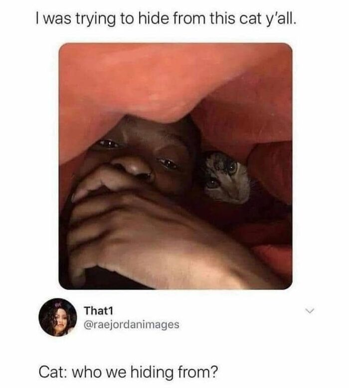 This Page Shared 57 Hilarious Cat Posts For Anyone Who Has Never Said “Enough Cats” This Page Shared 57 Hilarious Cat Posts For Anyone Who Has Never Said “Enough Cats”