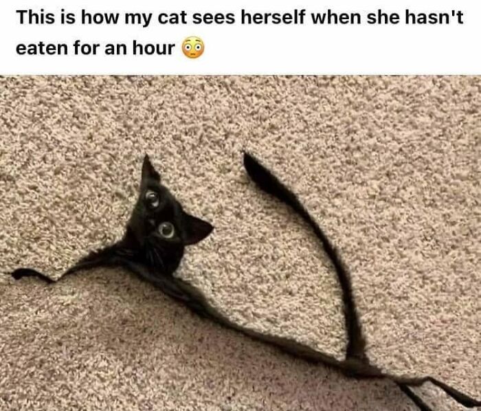 This Page Shared 57 Hilarious Cat Posts For Anyone Who Has Never Said “Enough Cats” This Page Shared 57 Hilarious Cat Posts For Anyone Who Has Never Said “Enough Cats”