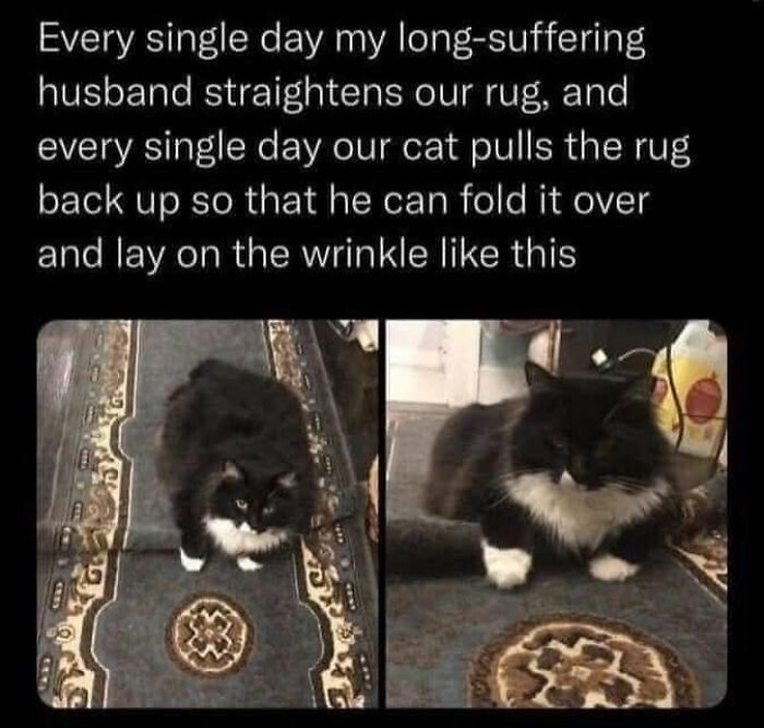 This Page Shared 57 Hilarious Cat Posts For Anyone Who Has Never Said “Enough Cats” This Page Shared 57 Hilarious Cat Posts For Anyone Who Has Never Said “Enough Cats”