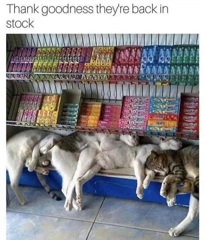 This Page Shared 57 Hilarious Cat Posts For Anyone Who Has Never Said “Enough Cats” This Page Shared 57 Hilarious Cat Posts For Anyone Who Has Never Said “Enough Cats”