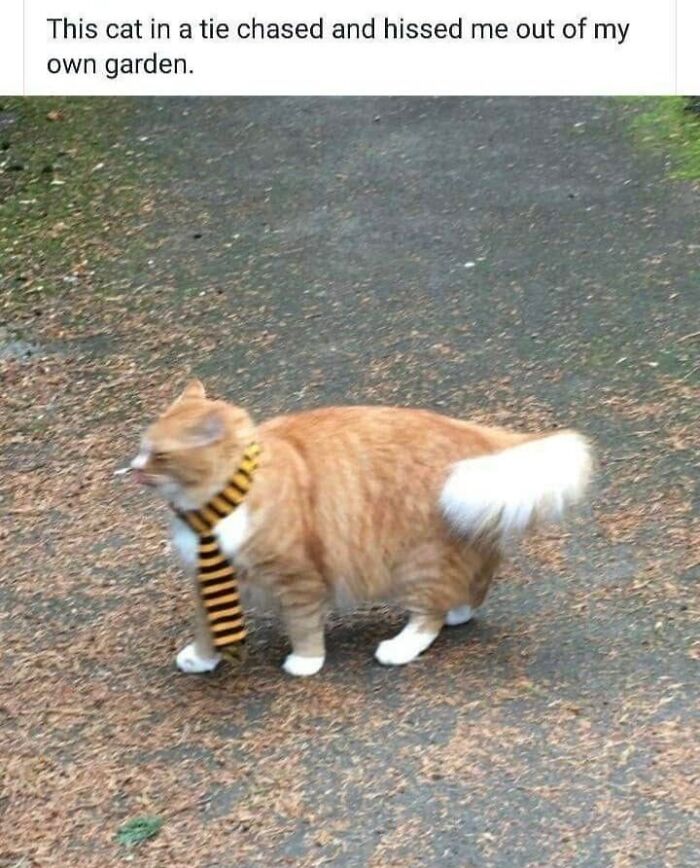 This Page Shared 57 Hilarious Cat Posts For Anyone Who Has Never Said “Enough Cats” This Page Shared 57 Hilarious Cat Posts For Anyone Who Has Never Said “Enough Cats”