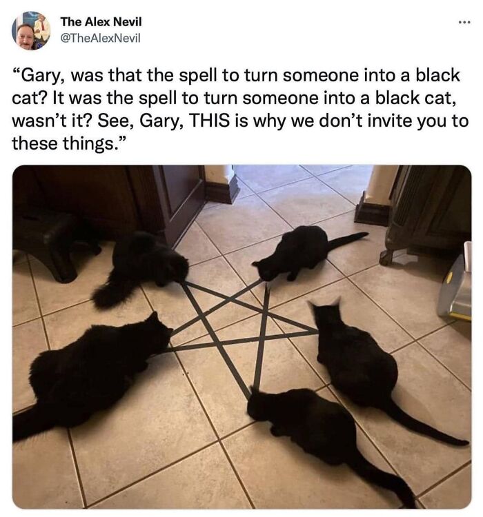 This Page Shared 57 Hilarious Cat Posts For Anyone Who Has Never Said “Enough Cats” This Page Shared 57 Hilarious Cat Posts For Anyone Who Has Never Said “Enough Cats”