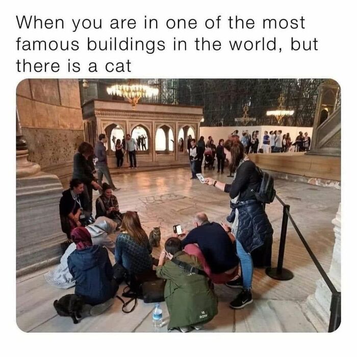 This Page Shared 57 Hilarious Cat Posts For Anyone Who Has Never Said “Enough Cats” This Page Shared 57 Hilarious Cat Posts For Anyone Who Has Never Said “Enough Cats”