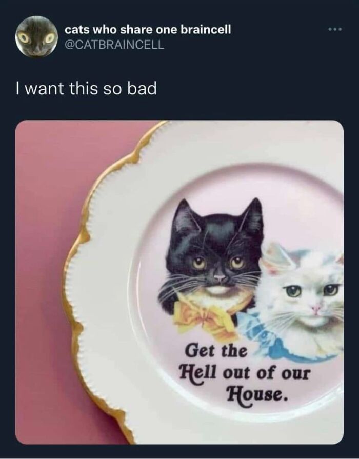 This Page Shared 57 Hilarious Cat Posts For Anyone Who Has Never Said “Enough Cats” This Page Shared 57 Hilarious Cat Posts For Anyone Who Has Never Said “Enough Cats”