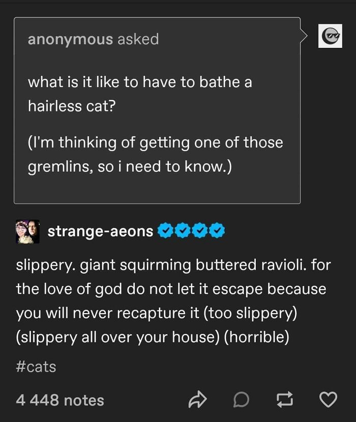 This Page Shared 57 Hilarious Cat Posts For Anyone Who Has Never Said “Enough Cats” This Page Shared 57 Hilarious Cat Posts For Anyone Who Has Never Said “Enough Cats”