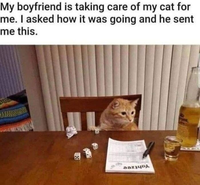 This Page Shared 57 Hilarious Cat Posts For Anyone Who Has Never Said “Enough Cats” This Page Shared 57 Hilarious Cat Posts For Anyone Who Has Never Said “Enough Cats”
