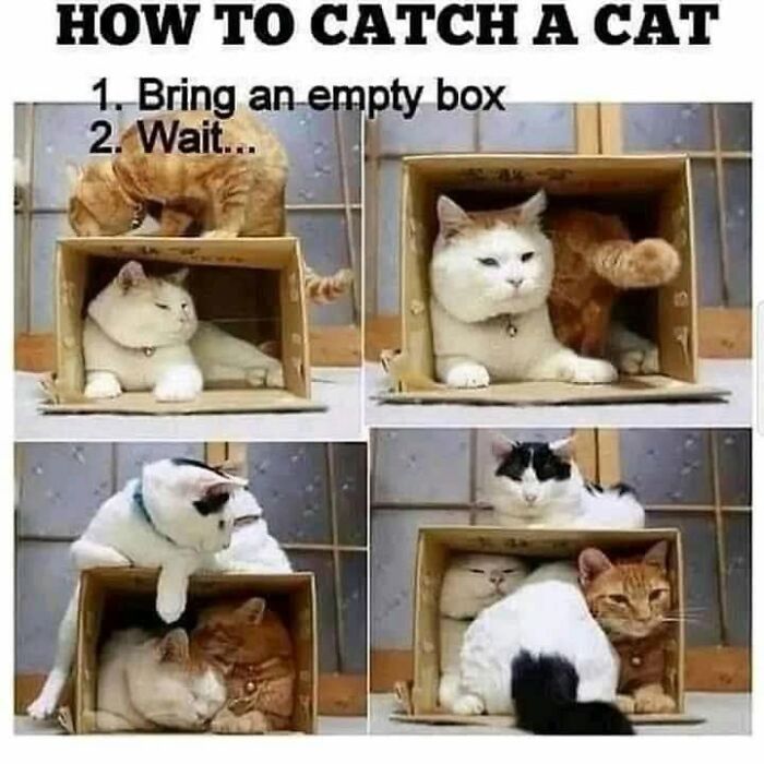 This Page Shared 57 Hilarious Cat Posts For Anyone Who Has Never Said “Enough Cats” This Page Shared 57 Hilarious Cat Posts For Anyone Who Has Never Said “Enough Cats”