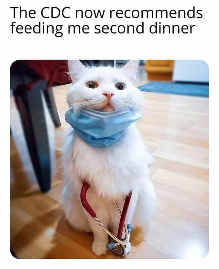 This Page Shared 57 Hilarious Cat Posts For Anyone Who Has Never Said “Enough Cats” This Page Shared 57 Hilarious Cat Posts For Anyone Who Has Never Said “Enough Cats”