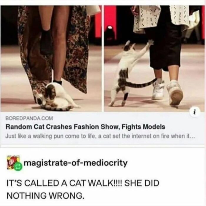 This Page Shared 57 Hilarious Cat Posts For Anyone Who Has Never Said “Enough Cats” This Page Shared 57 Hilarious Cat Posts For Anyone Who Has Never Said “Enough Cats”