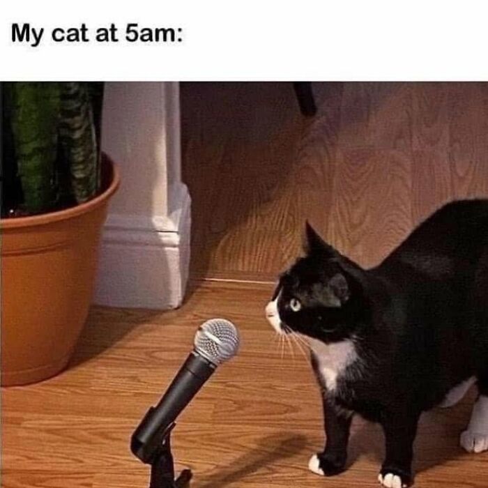 This Page Shared 57 Hilarious Cat Posts For Anyone Who Has Never Said “Enough Cats” This Page Shared 57 Hilarious Cat Posts For Anyone Who Has Never Said “Enough Cats”