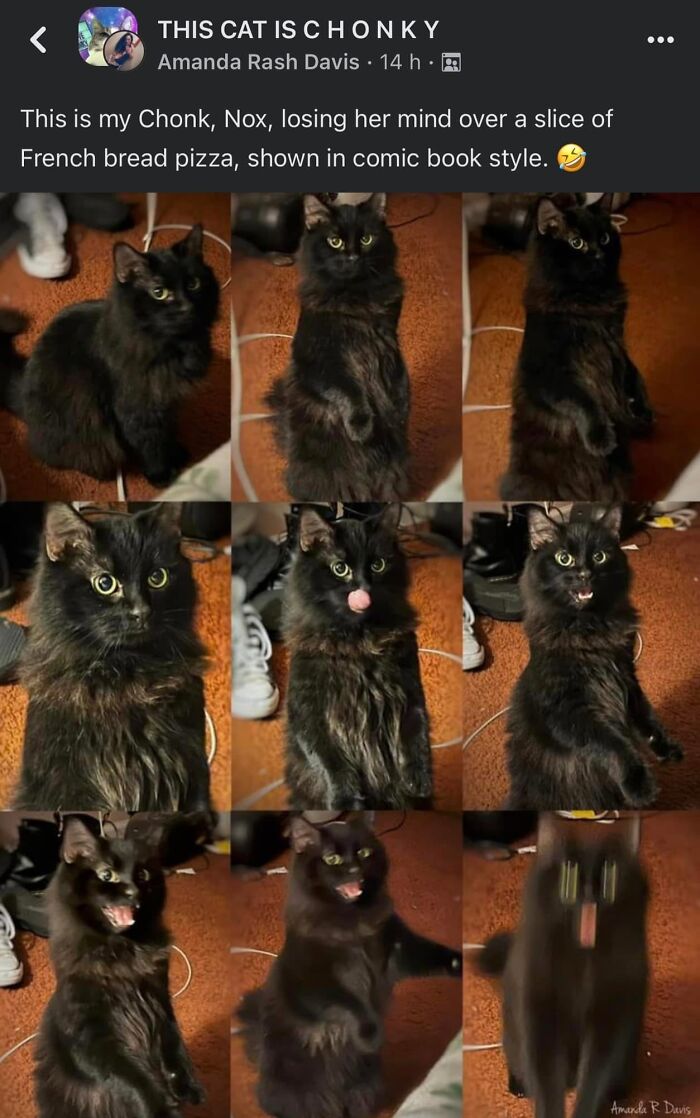 This Page Shared 57 Hilarious Cat Posts For Anyone Who Has Never Said “Enough Cats” This Page Shared 57 Hilarious Cat Posts For Anyone Who Has Never Said “Enough Cats”