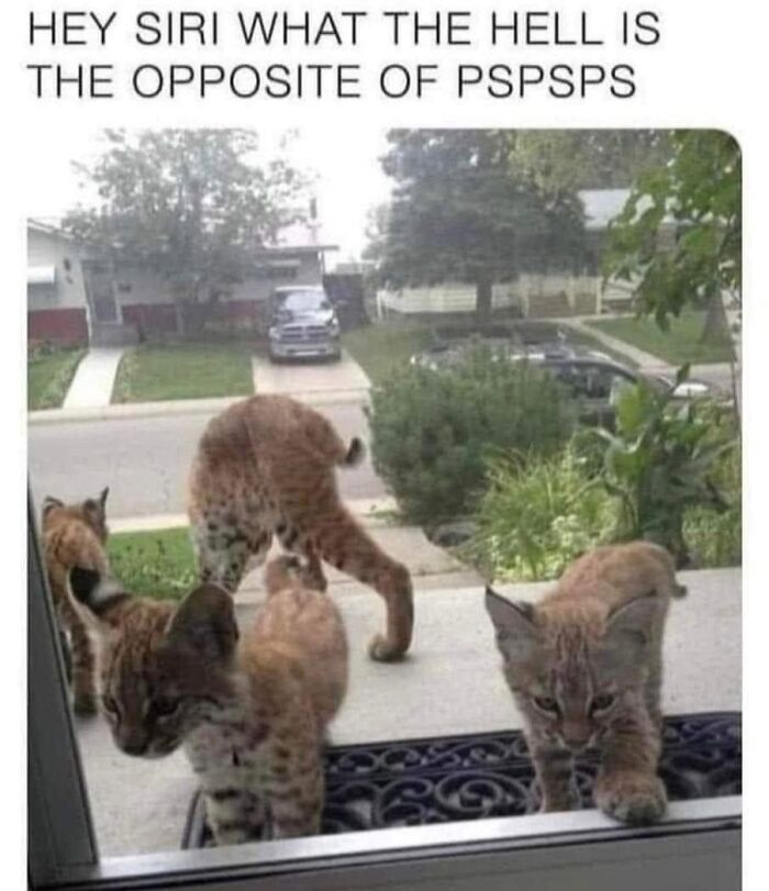 This Page Shared 57 Hilarious Cat Posts For Anyone Who Has Never Said “Enough Cats” This Page Shared 57 Hilarious Cat Posts For Anyone Who Has Never Said “Enough Cats”