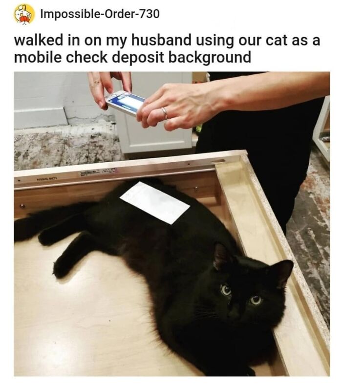 This Page Shared 57 Hilarious Cat Posts For Anyone Who Has Never Said “Enough Cats” This Page Shared 57 Hilarious Cat Posts For Anyone Who Has Never Said “Enough Cats”