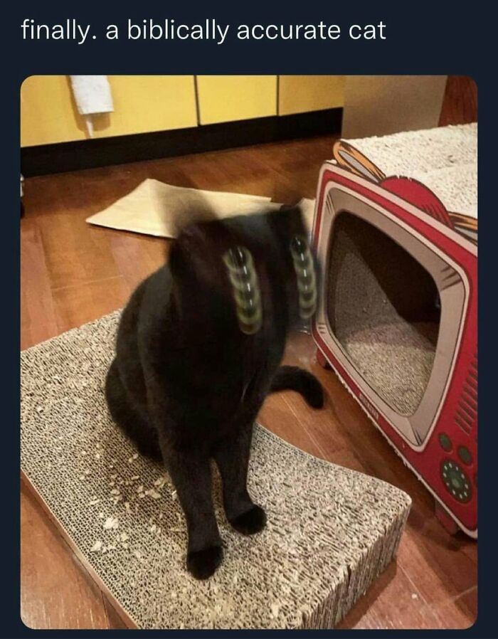 This Page Shared 57 Hilarious Cat Posts For Anyone Who Has Never Said “Enough Cats” This Page Shared 57 Hilarious Cat Posts For Anyone Who Has Never Said “Enough Cats”