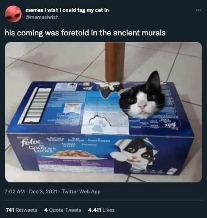 This Page Shared 57 Hilarious Cat Posts For Anyone Who Has Never Said “Enough Cats” This Page Shared 57 Hilarious Cat Posts For Anyone Who Has Never Said “Enough Cats”