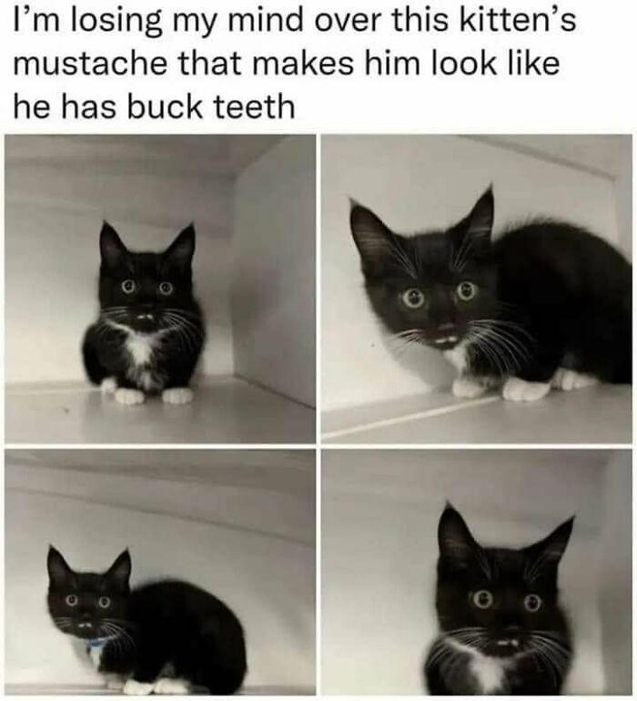 This Page Shared 57 Hilarious Cat Posts For Anyone Who Has Never Said “Enough Cats” This Page Shared 57 Hilarious Cat Posts For Anyone Who Has Never Said “Enough Cats”