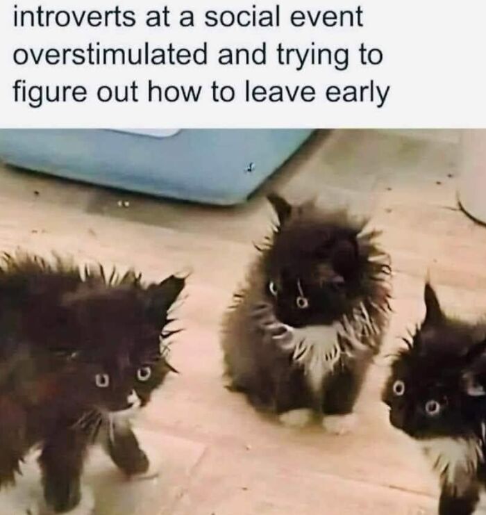This Page Shared 57 Hilarious Cat Posts For Anyone Who Has Never Said “Enough Cats” This Page Shared 57 Hilarious Cat Posts For Anyone Who Has Never Said “Enough Cats”