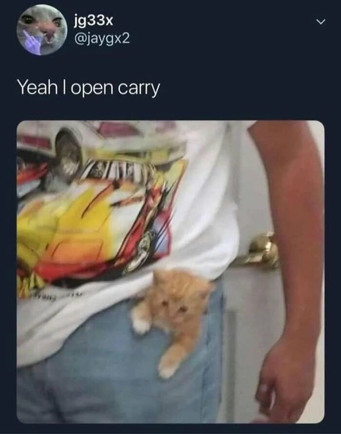 This Page Shared 57 Hilarious Cat Posts For Anyone Who Has Never Said “Enough Cats” This Page Shared 57 Hilarious Cat Posts For Anyone Who Has Never Said “Enough Cats”