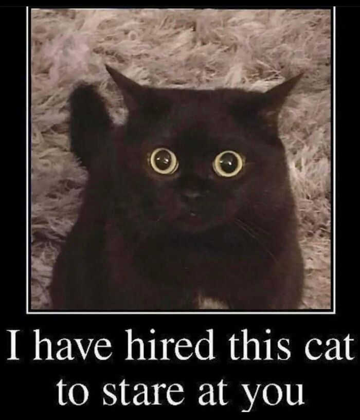 This Page Shared 57 Hilarious Cat Posts For Anyone Who Has Never Said “Enough Cats” This Page Shared 57 Hilarious Cat Posts For Anyone Who Has Never Said “Enough Cats”
