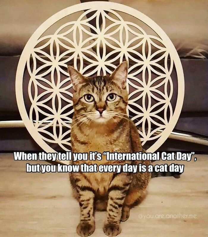 This Page Shared 57 Hilarious Cat Posts For Anyone Who Has Never Said “Enough Cats” This Page Shared 57 Hilarious Cat Posts For Anyone Who Has Never Said “Enough Cats”