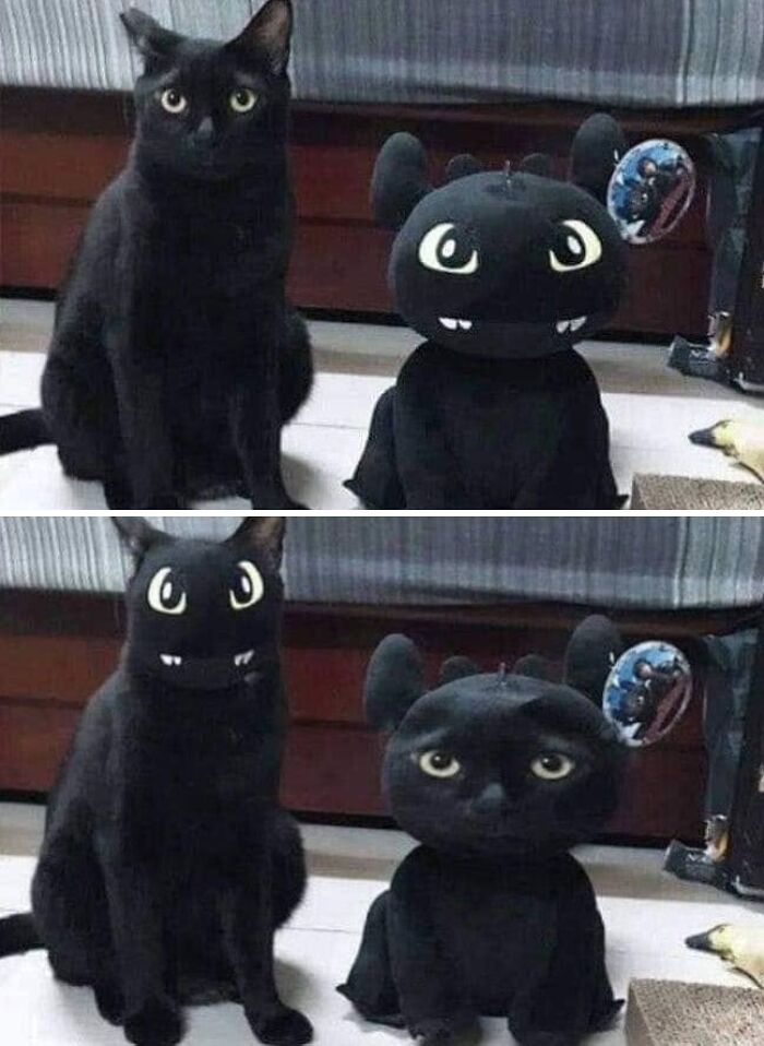This Page Shared 57 Hilarious Cat Posts For Anyone Who Has Never Said “Enough Cats” This Page Shared 57 Hilarious Cat Posts For Anyone Who Has Never Said “Enough Cats”