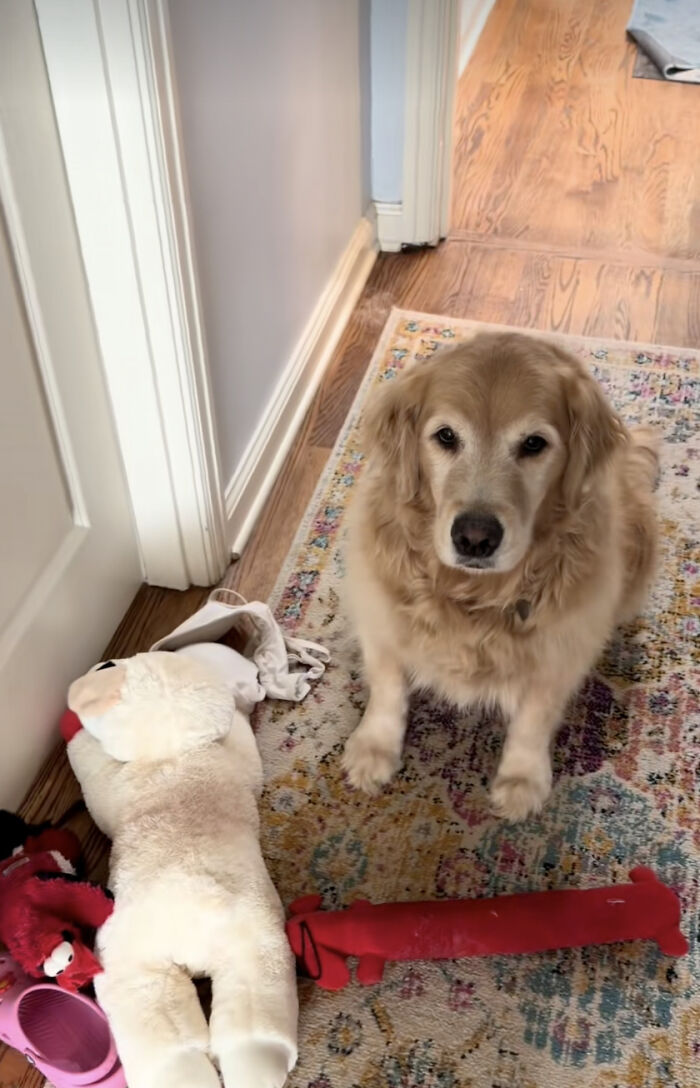 Meet Golden Retriever Who Brings ‘Gifts’ To Comfort Crying Foster Puppies Meet Golden Retriever Who Brings ‘Gifts’ To Comfort Crying Foster Puppies