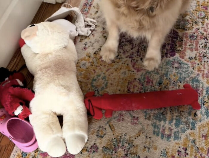 Meet Golden Retriever Who Brings ‘Gifts’ To Comfort Crying Foster Puppies Meet Golden Retriever Who Brings ‘Gifts’ To Comfort Crying Foster Puppies