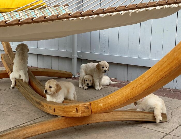 Meet Golden Retriever Who Brings ‘Gifts’ To Comfort Crying Foster Puppies Meet Golden Retriever Who Brings ‘Gifts’ To Comfort Crying Foster Puppies