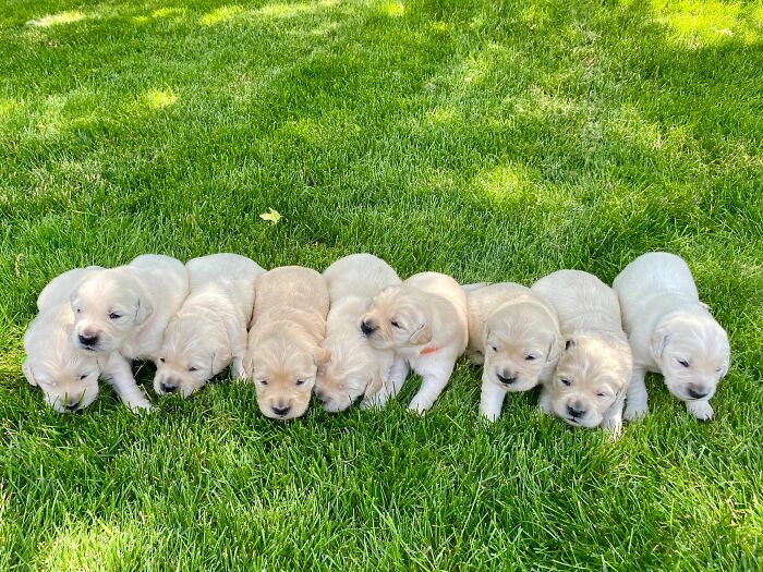 Meet Golden Retriever Who Brings ‘Gifts’ To Comfort Crying Foster Puppies Meet Golden Retriever Who Brings ‘Gifts’ To Comfort Crying Foster Puppies