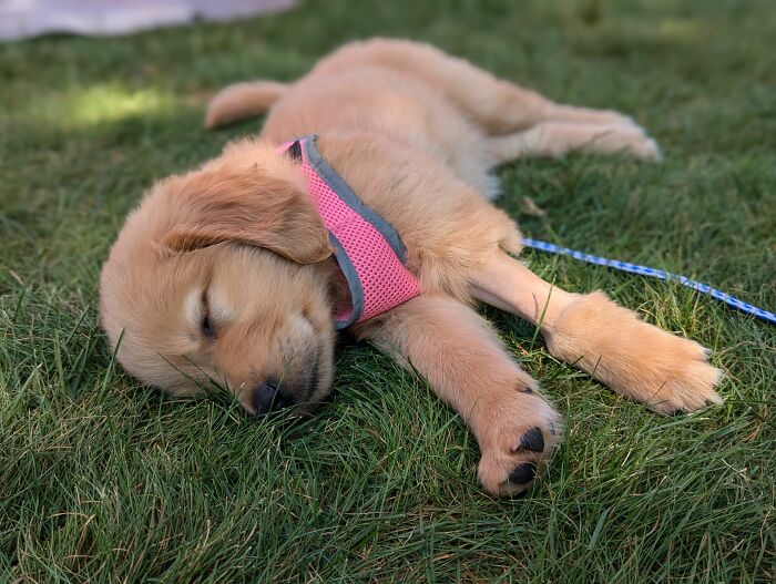 Meet Golden Retriever Who Brings ‘Gifts’ To Comfort Crying Foster Puppies Meet Golden Retriever Who Brings ‘Gifts’ To Comfort Crying Foster Puppies