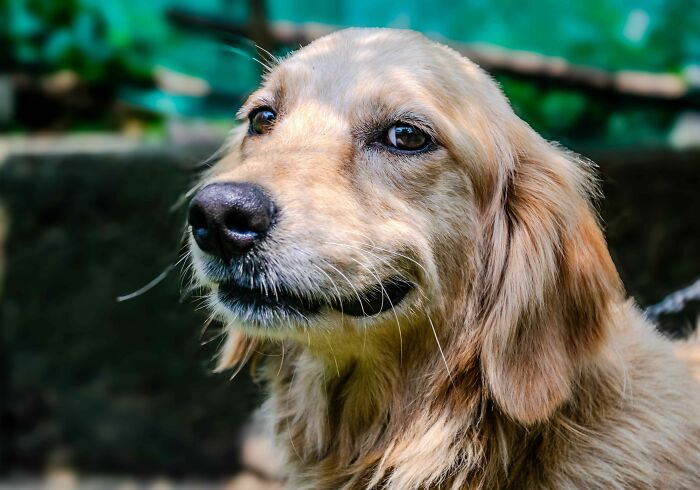 Meet Golden Retriever Who Brings ‘Gifts’ To Comfort Crying Foster Puppies Meet Golden Retriever Who Brings ‘Gifts’ To Comfort Crying Foster Puppies