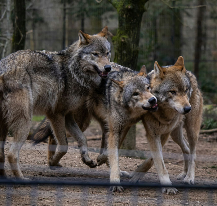 Raised By Wolves After Being Sold As A Kid, Marcos Rodríguez Pantoja Bids Farewell To The World At 80 Raised By Wolves After Being Sold As A Kid, Marcos Rodríguez Pantoja Bids Farewell To The World At 80