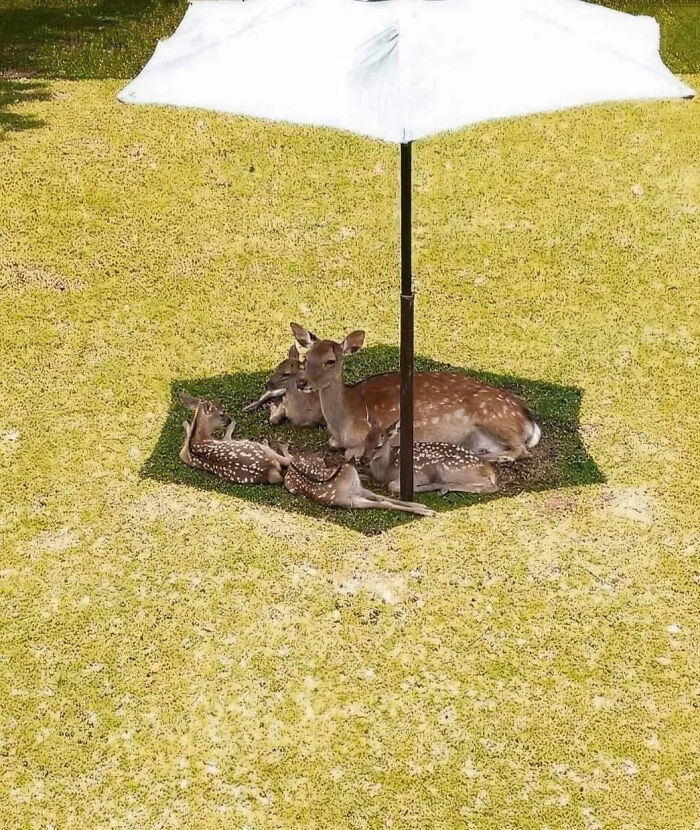 71 Interesting, Cool And Entertaining Pics That Had To Be Shared