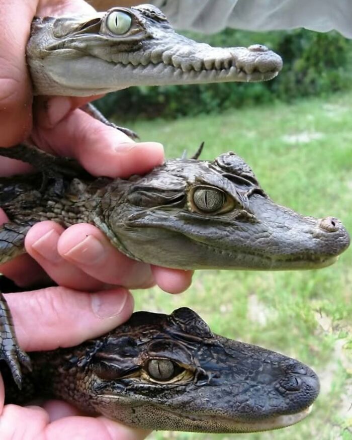 71 Interesting, Cool And Entertaining Pics That Had To Be Shared