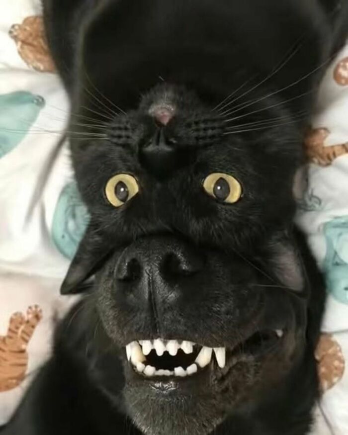 71 Interesting, Cool And Entertaining Pics That Had To Be Shared