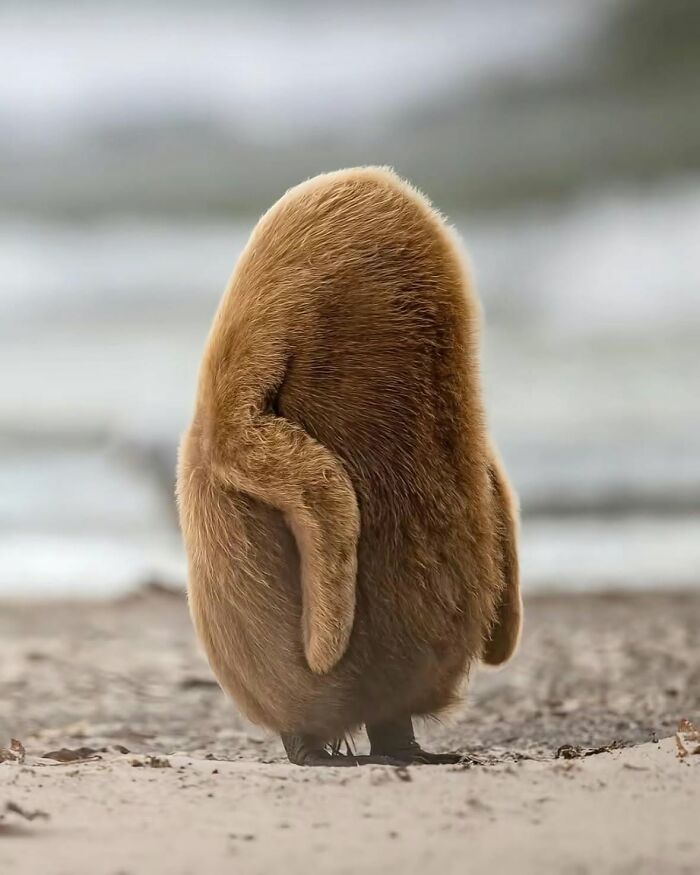 71 Interesting, Cool And Entertaining Pics That Had To Be Shared