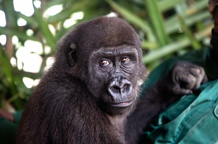 &ldquo;Dr. Jane Goodall&rsquo;s Legacy Lives On&rdquo;: Saved Gorilla Bili Finds Home After Years Of Recovery