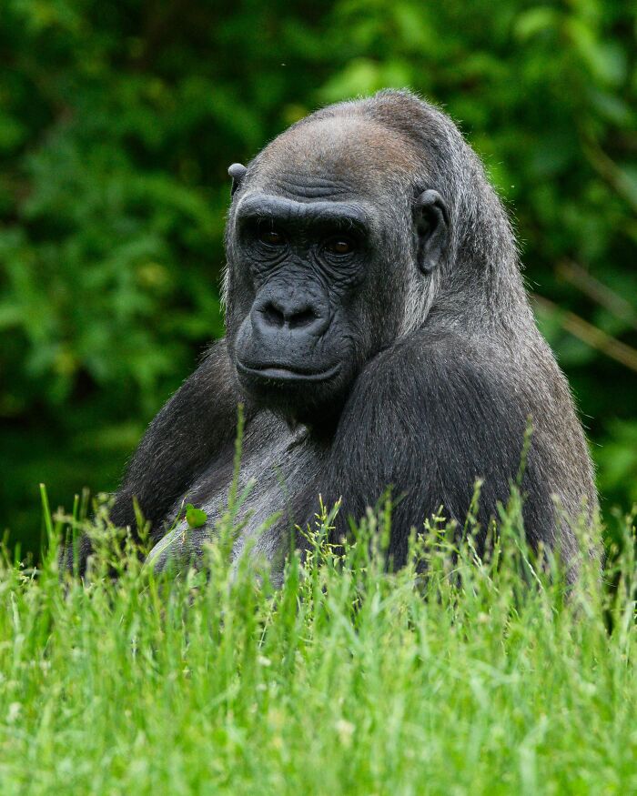 &ldquo;Dr. Jane Goodall&rsquo;s Legacy Lives On&rdquo;: Saved Gorilla Bili Finds Home After Years Of Recovery