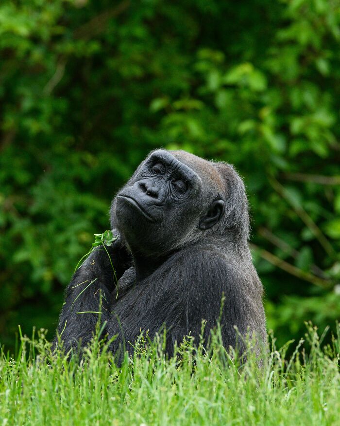 &ldquo;Dr. Jane Goodall&rsquo;s Legacy Lives On&rdquo;: Saved Gorilla Bili Finds Home After Years Of Recovery