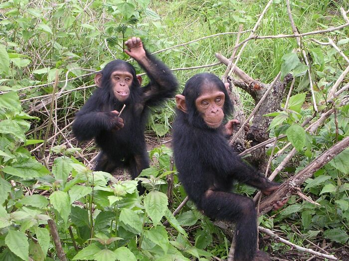 &ldquo;Dr. Jane Goodall&rsquo;s Legacy Lives On&rdquo;: Saved Gorilla Bili Finds Home After Years Of Recovery