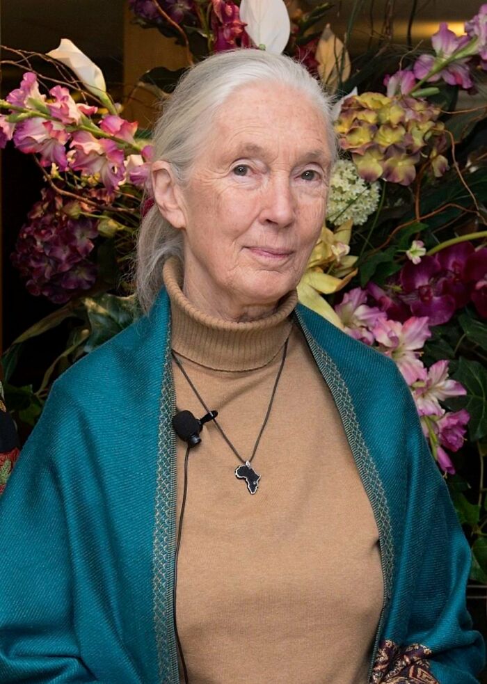 &ldquo;Dr. Jane Goodall&rsquo;s Legacy Lives On&rdquo;: Saved Gorilla Bili Finds Home After Years Of Recovery