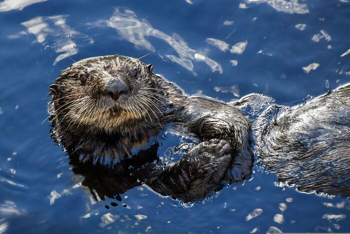 This Cute Sea Otter Resting Habit Is Actually All About Staying Warm This Cute Sea Otter Resting Habit Is Actually All About Staying Warm